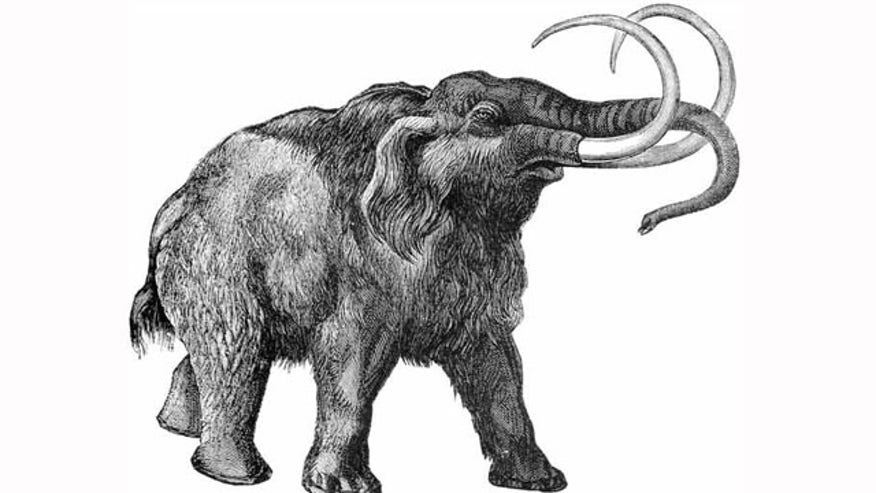 Wooly Mammoth Drawing
