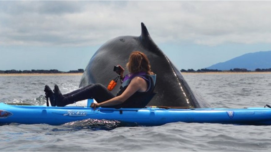 montereybaywhale.jpg