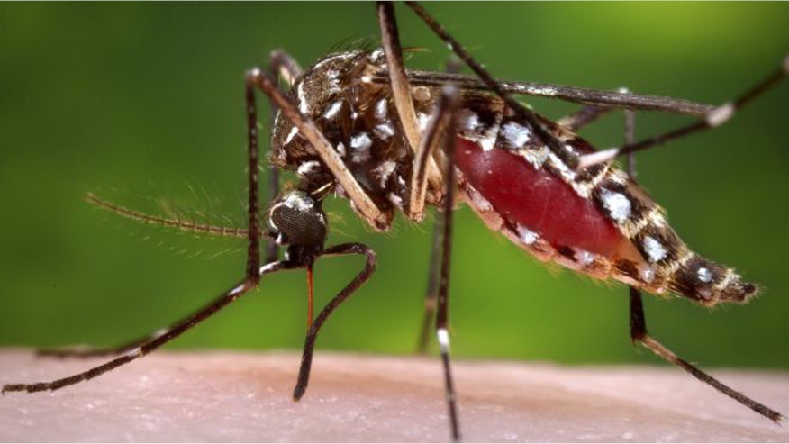 mosquito-reuters.jpg