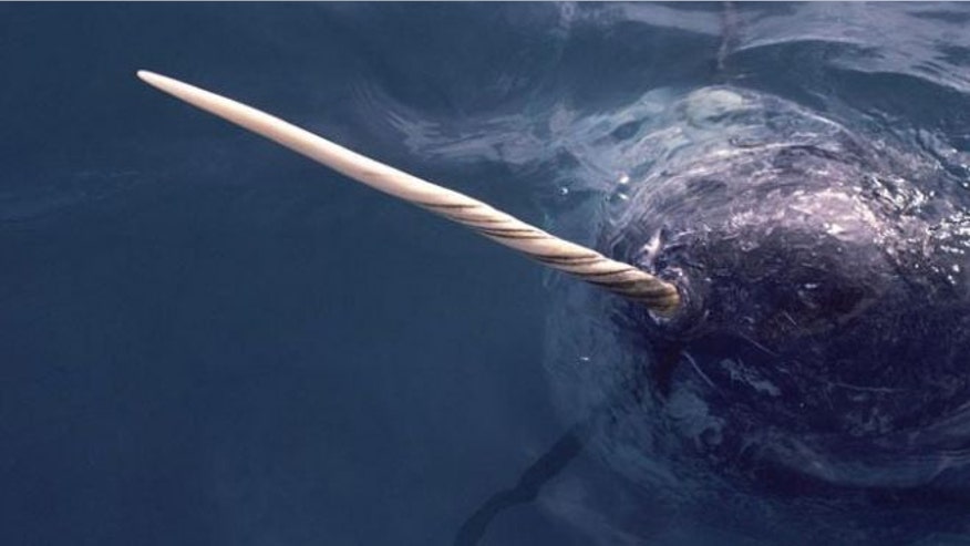 narwhal-tusk.jpg