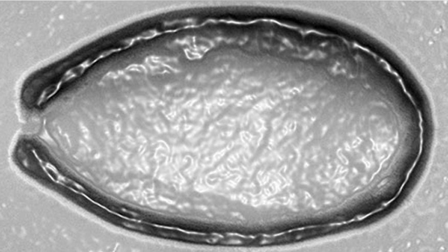 pandoravirus---top.jpg