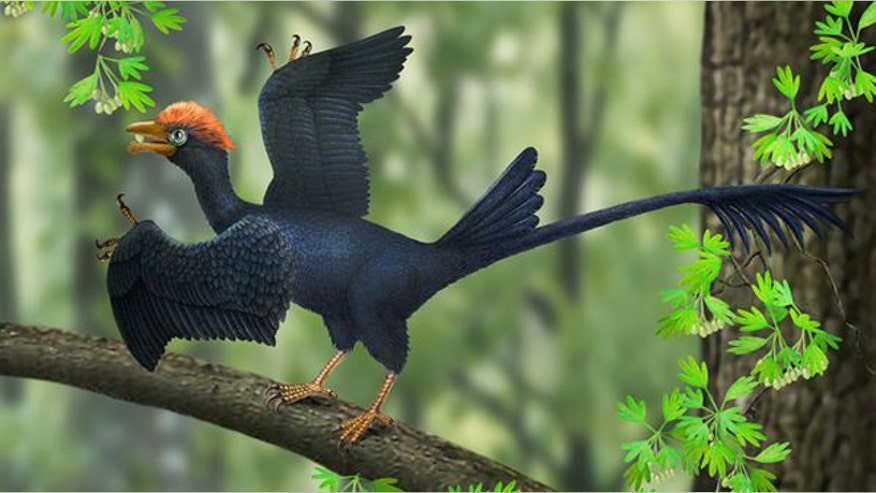 prehistoric-bird-has-two-pronged-tail.jpg