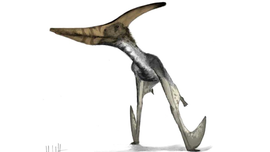 Pteranodon