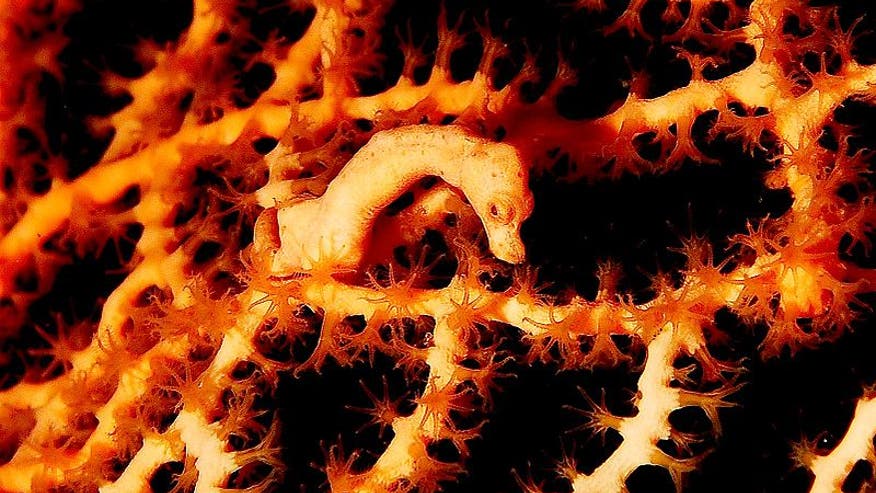 Denise's pygmy seahorse