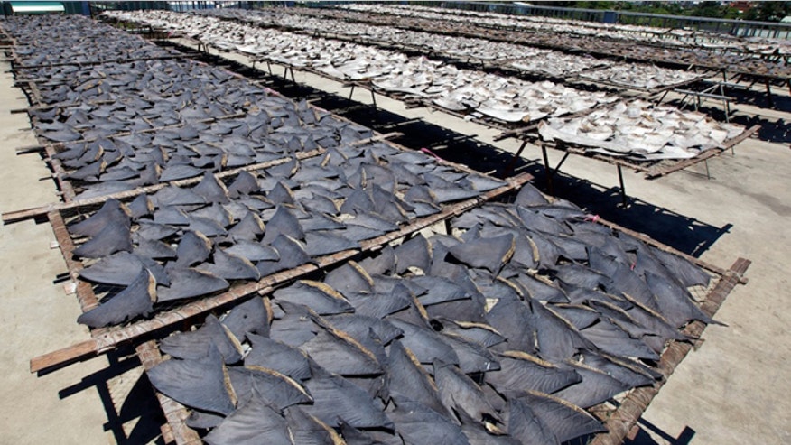 shark-fins-120223.jpg
