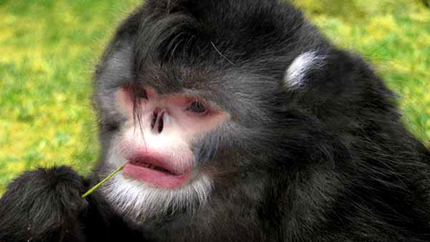 Snub-Nosed Monkey