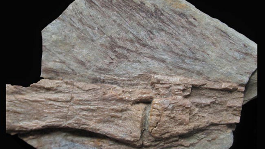 Tyrannosaur feathers