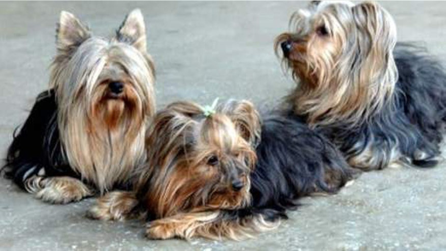 yorkshire-terriers-north-korea-zoo.jpg