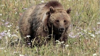 State and federal wildlife officials have put up a $, reward for information leading to the conviction of the shooter of a Grizzly bear and her nursing cub in the wilderness of northern Idaho.