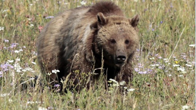 Pengembara mati dibaham beruang di Taman Negara Denali