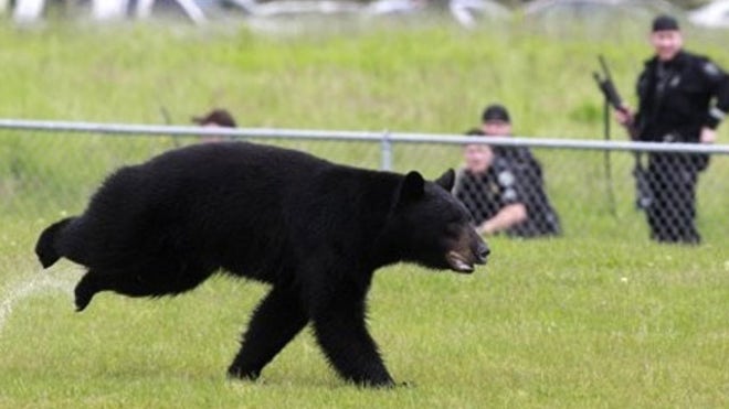 blackbear.jpg