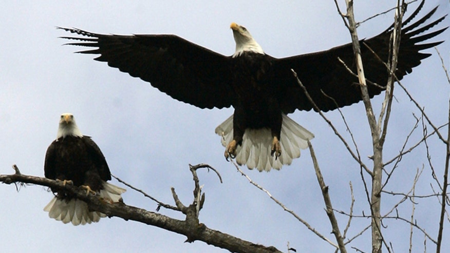 BaldEagles.jpg