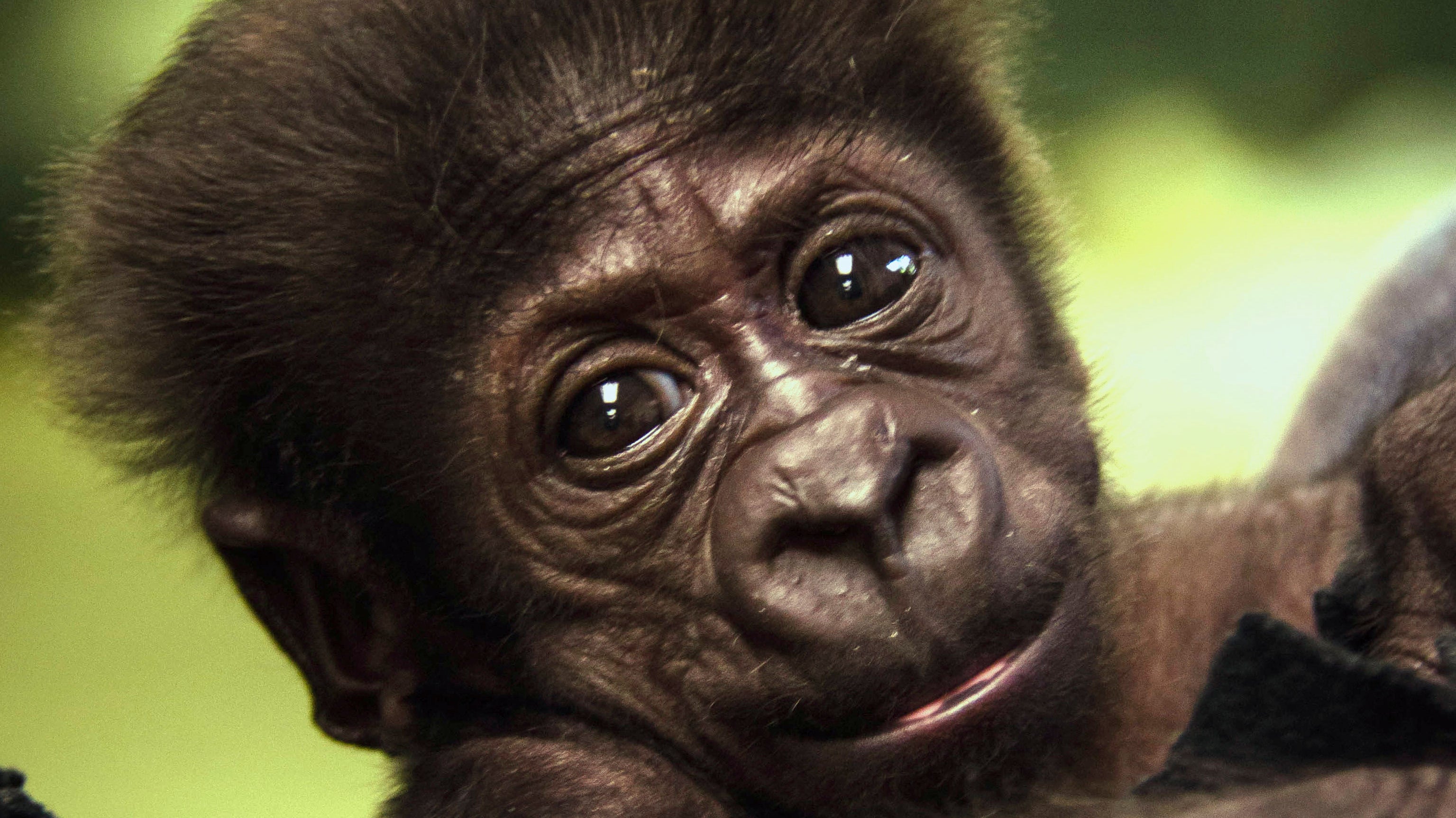 Young gorilla shunned by mother ready to switch zoos | Fox News3071 x 1726