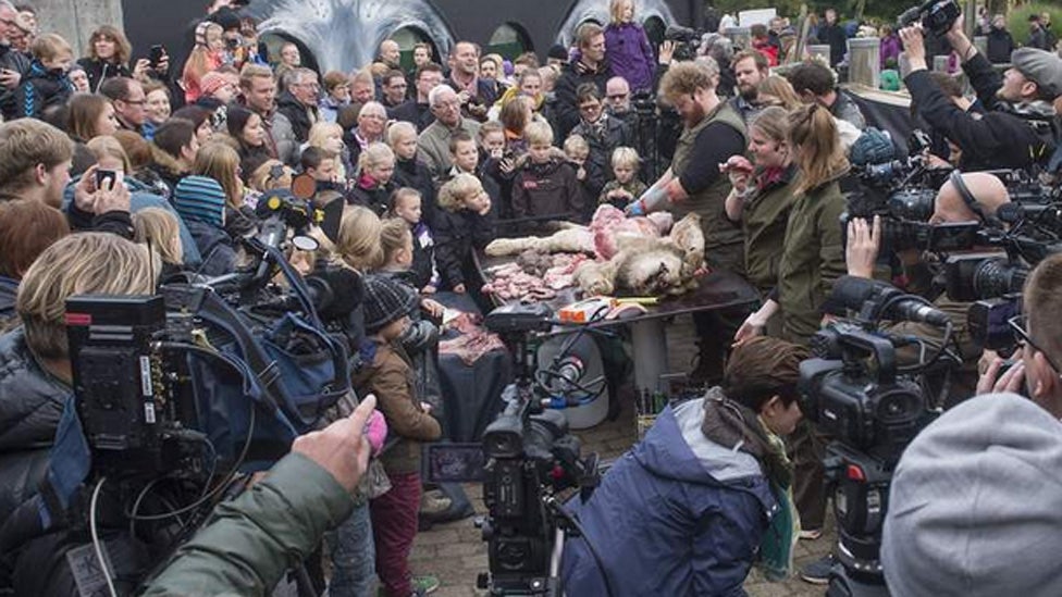 A lion is dissected in Denmark
