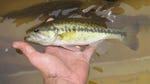 Coastal river systems in Alabama and the western Florida panhandle are home to the newest member of the black basses: the Choctaw bass, Micropterus haiaka. For decades, biologists and anglers alike confused this species with one of its relatives, the spotted bass. But at least national fishing organization told FoxNews.com that the Choctaw bass will now likely be a top target for catch-and-release fishermen in the southeastern United States.