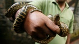 New Jersey reptile expert reportedly told to 'keep mouth shut' about anaconda on loose