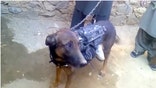 Dog of war: Taliban claims to have captured military canine