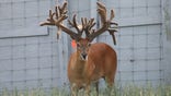 Hunters trade shots over deer breeding, killing methods