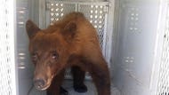 The last day of classes at a California elementary school and a graduation ceremony at an adjacent middle school were interrupted by an unexpected guest: a black bear that wandered onto school property.