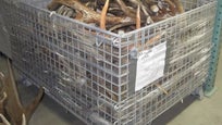 An enormous cache of deer, elk and moose antlers confiscated from poachers is being auctioned by state wildlife conservation officials in Washington, with the proceeds funding rewards for people who help bring illegal hunters to justice.