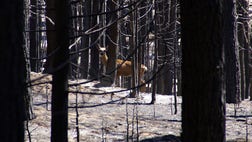 >A new gold rush may be on in California's Sierra Nevada mountains, but this time the treasure is burned trees to salvage for lumber.