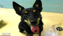 >One-year-old German shepherd Jo Jo was going to make a perfect addition for one Tampa Bay family.