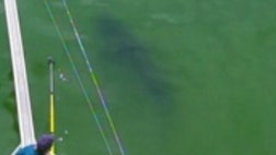 Cue the “Jaws” theme song.