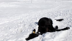 Ranchers in South Dakota fear as many as , livestock were killed in last week’s record-breaking storm that dumped  feet of snow in parts of the state, fueling fears of widespread economic loss and the possibility that some family business won’t be able to recover.