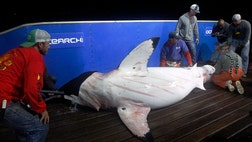 The scientists and fishermen on board the Ocearch, a repurposed crabbing vessel, received word that their scouting boat had hooked a great white shark, sparking a flurry of activity.