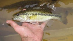 Coastal river systems in Alabama and the western Florida panhandle are home to the newest member of the black basses: the Choctaw bass, Micropterus haiaka. For decades, biologists and anglers alike confused this species with one of its relatives, the spotted bass. But at least national fishing organization told FoxNews.com that the Choctaw bass will now likely be a top target for catch-and-release fishermen in the southeastern United States.