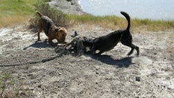 Eight months after an employee of the federal Wildlife Services agency allegedly posted photos online depicting animal cruelty, the little-known government agency said the worker is still employed but did not say whether he or any others have been disciplined.