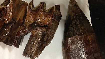 A Michigan charity that typically receives donated clothing and other used items for low-income residents recently received something really old — a mastodon tooth.