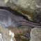 Rarely-seen deep water whale washes up on Massachusetts beach