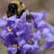 Global warming, evolution reshaping bodies of bumblebees, study says