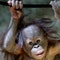 Orphaned baby orangutan makes debut at Utah zoo