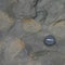 Scientists find