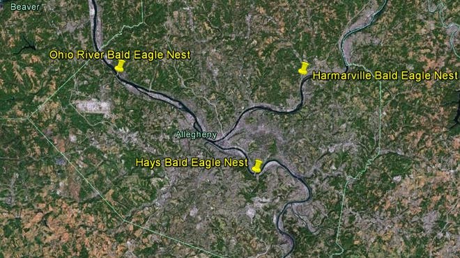 American bald eagle makes comeback along Pittsburgh's three rivers