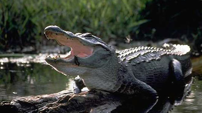 Alligator.jpg