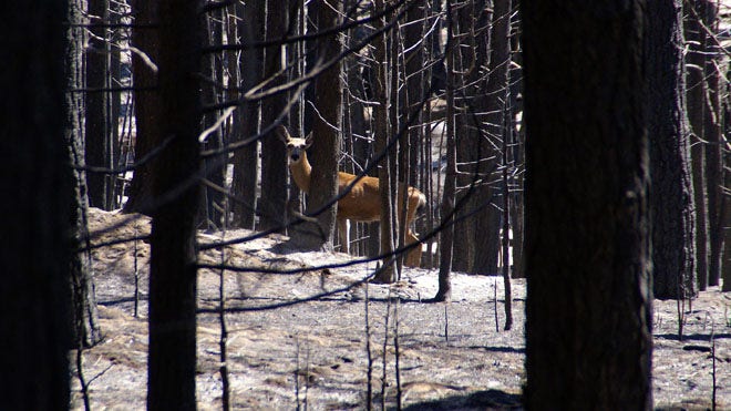 A new gold rush may be on in California's Sierra Nevada mountains, but this time the treasure is burned trees to salvage for lumber.