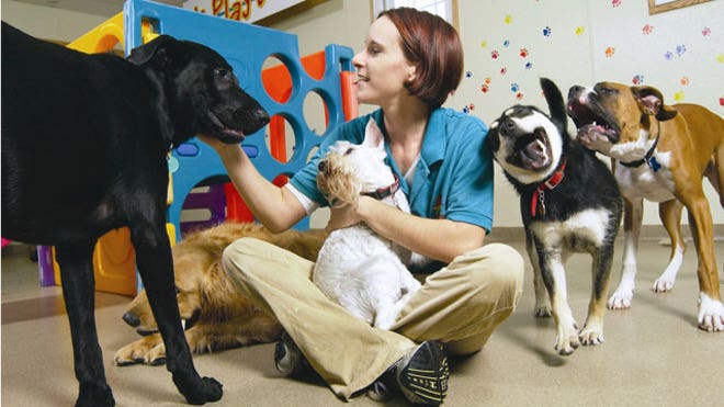 Disney-Dog-Resort