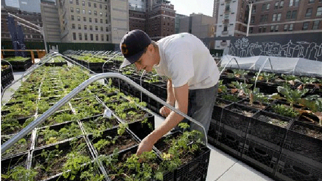NYCfarms