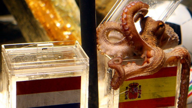 OctopusPaul_071210