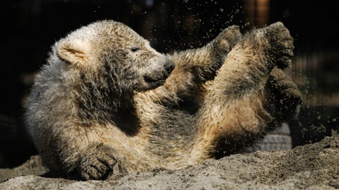 Orphaned_Bear_Cub.jpg