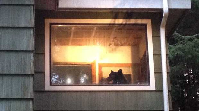 bearinhome.JPG