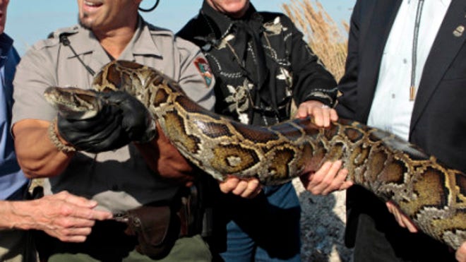 bigpython.jpg
