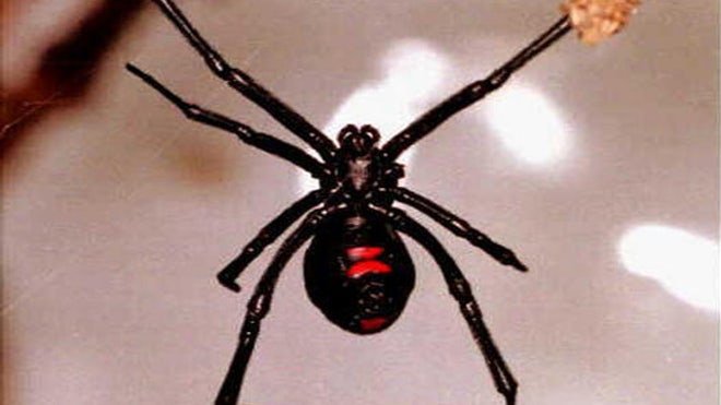 blackwidowspiderongrapes.jpg