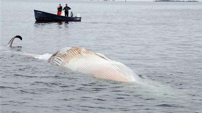 deadwhale.jpeg