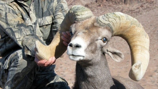 desertbighorn.JPG