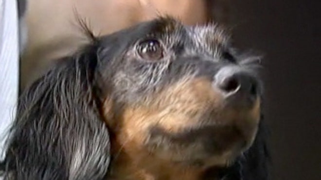 dog alive after fire