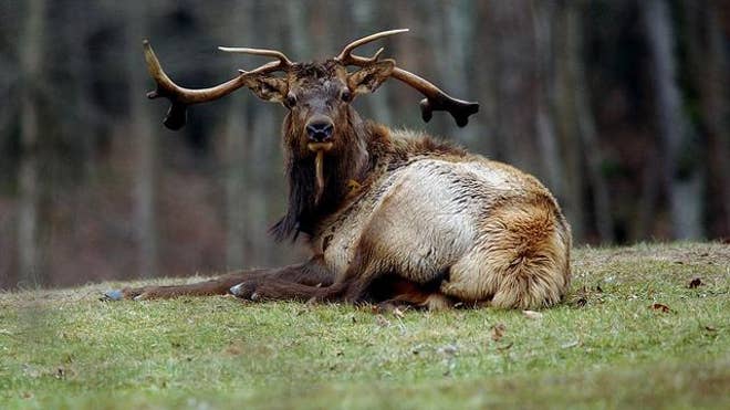 elkfilepic.jpg